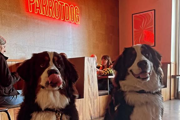 Two large dogs inside ParrotDog bar in Lyall Bay, looking at the camera.