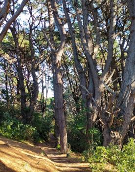 The screen location of Mount Victoria Town Belt, with lush green native bush and panoramic views across Wellington.