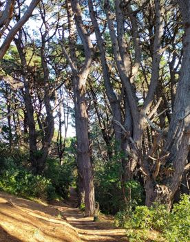 The screen location of Mount Victoria Town Belt, with lush green native bush and panoramic views across Wellington.