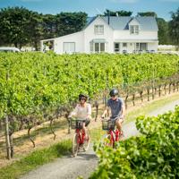 Two cyclists are riding through a vineyard in Martinborough, Wairarapa. 