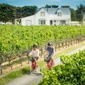 Two cyclists are riding through a vineyard in Martinborough, Wairarapa.