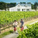 Two cyclists are riding through a vineyard in Martinborough, Wairarapa.
