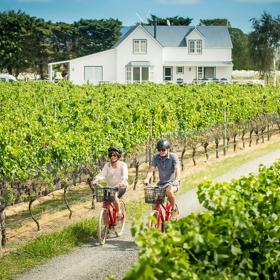Two cyclists are riding through a vineyard in Martinborough, Wairarapa.