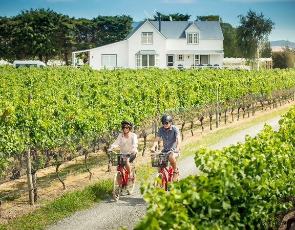 Two cyclists are riding through a vineyard in Martinborough, Wairarapa.
