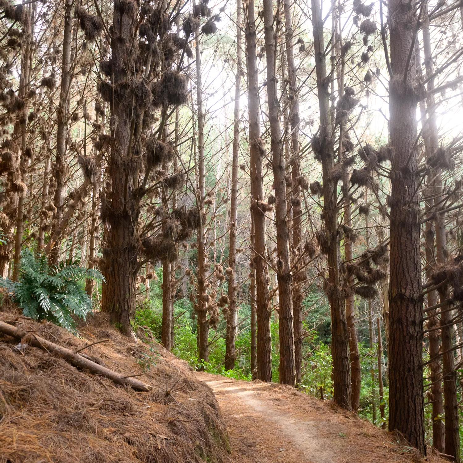 The trail at Spicer Link Track located in Porirua.