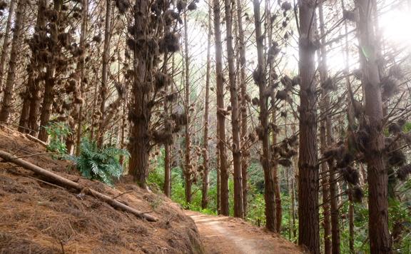 The trail at Spicer Link Track located in Porirua.