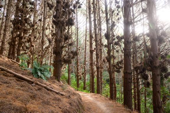 The trail at Spicer Link Track located in Porirua.