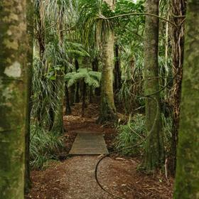 A section of the Cheviot Road Track in Eastbourne. There is mature native bush with plenty of shade.