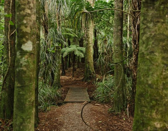 A section of the Cheviot Road Track in Eastbourne. There is mature native bush with plenty of shade.