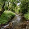 A small stream cuts through green grass and trees on the Restoration trail at Battle Hill Farm.