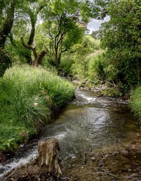 A small stream cuts through green grass and trees on the Restoration trail at Battle Hill Farm.