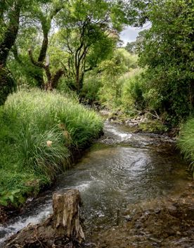 A small stream cuts through green grass and trees on the Restoration trail at Battle Hill Farm.