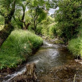 A small stream cuts through green grass and trees on the Restoration trail at Battle Hill Farm.