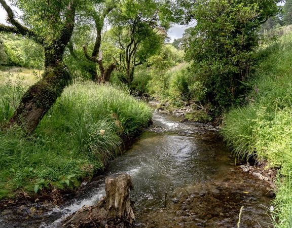A small stream cuts through green grass and trees on the Restoration trail at Battle Hill Farm.