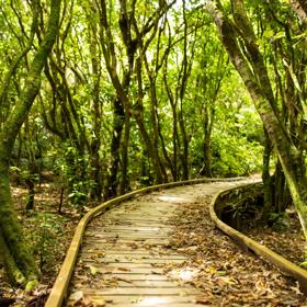 A curved, leaf-covered, wooden path through the forest at Mākara Peak Mountain Bike Park in the Greater Wellington Region. 