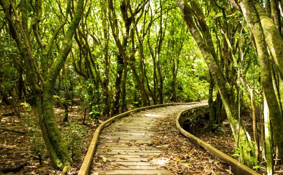 A curved, leaf-covered, wooden path through the forest at Mākara Peak Mountain Bike Park in the Greater Wellington Region. 