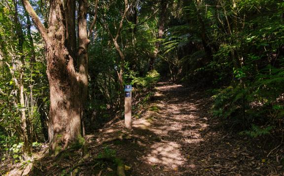A section of trail Te Ara o Tama in Ōtari-Wiltons Bush.