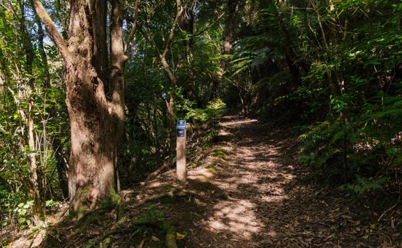 A section of trail Te Ara o Tama in Ōtari-Wiltons Bush.