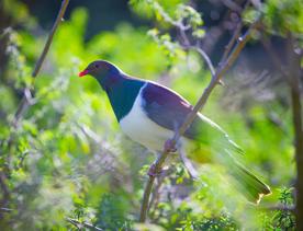 A Kererū sits perched on a branch in the trees of Kapiti island.
