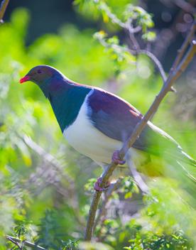 A Kererū sits perched on a branch in the trees of Kapiti island.