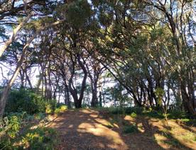 The screen location of Mount Victoria Town Belt, with lush green native bush and panoramic views across Wellington.