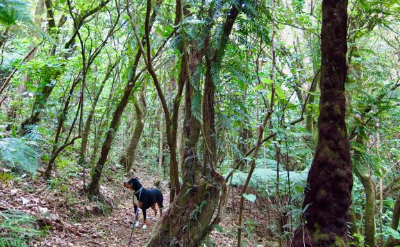 A black, brown and white dog walks on a forest trail.