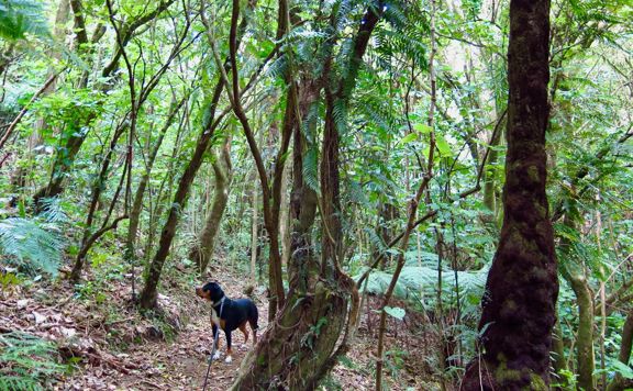A black, brown and white dog walks on a forest trail.