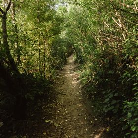 A mountain biking track in Centennial Reserve.