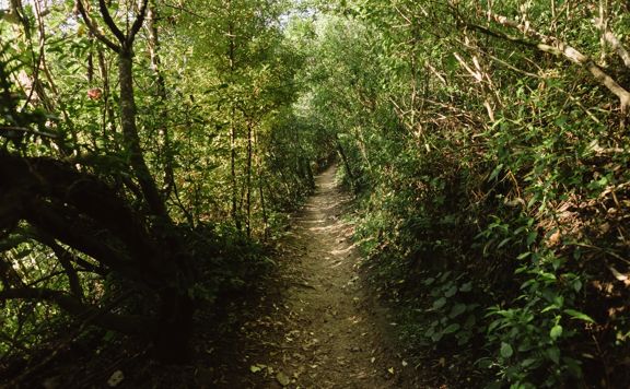 A mountain biking track in Centennial Reserve.