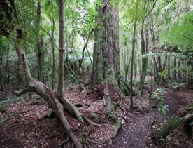 The swampy wetland of Fensham Forest, with an abundance of birds and native trees.