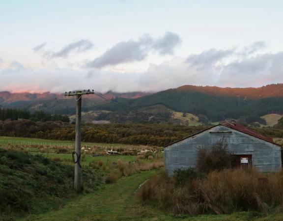 Corrugated iron sheds sit among the grassland of Wallaceville Farmland.