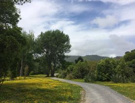 Waikanae River Trail, part of the Te Araroa Trail, in the Kāpiti Coast. The wide gravel path is surrounded by greenery.