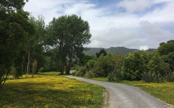 Waikanae River Trail, part of the Te Araroa Trail, in the Kāpiti Coast. The wide gravel path is surrounded by greenery.