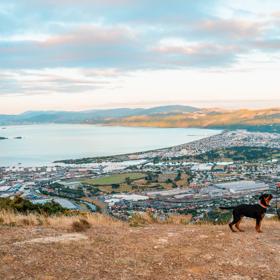 A person in a white teeshirt and a black and brown dog are standing on a hillside overlooking a coastal town, the harbour and a distant mountain range.