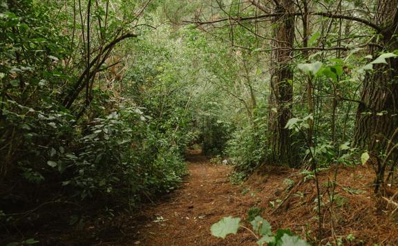 The Taniwha Trail in Tunnel Gully. It shows the clay trail through pine trees.