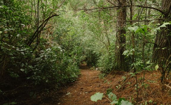 The Taniwha Trail in Tunnel Gully. It shows the clay trail through pine trees.