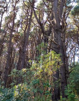 The screen location of Mount Victoria Town Belt, with lush green native bush and panoramic views across Wellington.