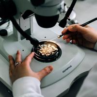 A close-up shot over the left shoulder of a person looking at a petri dish under a microscope. 