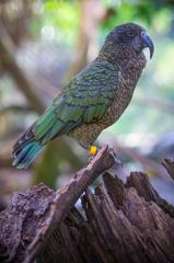 A kea. A species of parrot that is endemic to the South Island of New Zealand. About 48 cm long, it is mostly olive-green, with brilliant orange under its wings and has a large, narrow, curved, grey-brown upper beak.