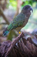 A kea. A species of parrot that is endemic to the South Island of New Zealand. About 48 cm long, it is mostly olive-green, with brilliant orange under its wings and has a large, narrow, curved, grey-brown upper beak.