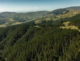 A birdseye view of a forest.