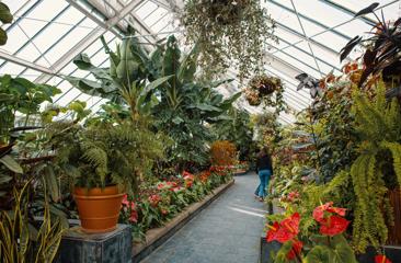 Person walking through the Begonia House, surrounded by lush plants and flowers.