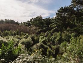 New Zealand native bush from Bothamley Park Walkway.