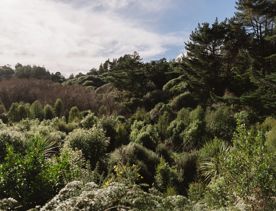 New Zealand native bush from Bothamley Park Walkway.