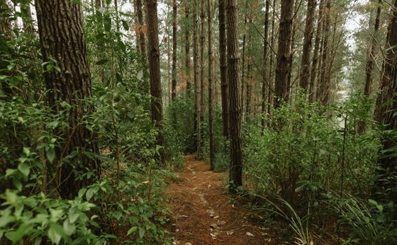 The Bees 2 Bridge Track in Tunnel Gully, Upper Hutt. The trail is a mixture of clay and fir, cutting through a pine forest.