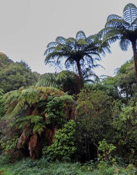 The green native bush of Belmont Regional Park, with streams and hills.