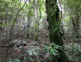 The swampy wetland of Fensham Forest, with an abundance of birds and native trees.