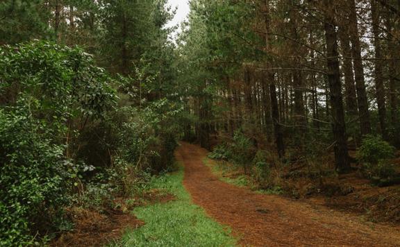 The Station Link mountain bike and walking trail in Tunnel Gully, Upper Hutt. The trail goes amongst pine trees on a soft clay ground.