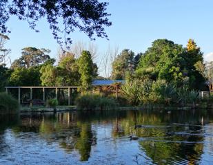 A pond inside Ngā Manu Nature Reserve, with ducks in it.