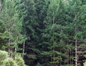 The Kiriwhakapapa Road Tararua Forest Park screen location, featuring walking trails and campsite opportunities in wild, natural landscapes.